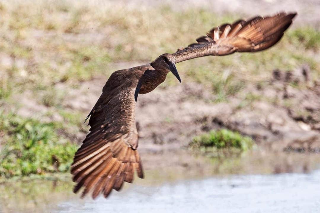 African Monarch Lodges Guided Birds