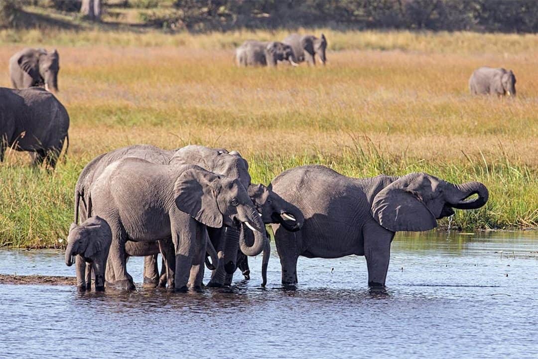 African Monarch Lodges Wild Elephant Viewing