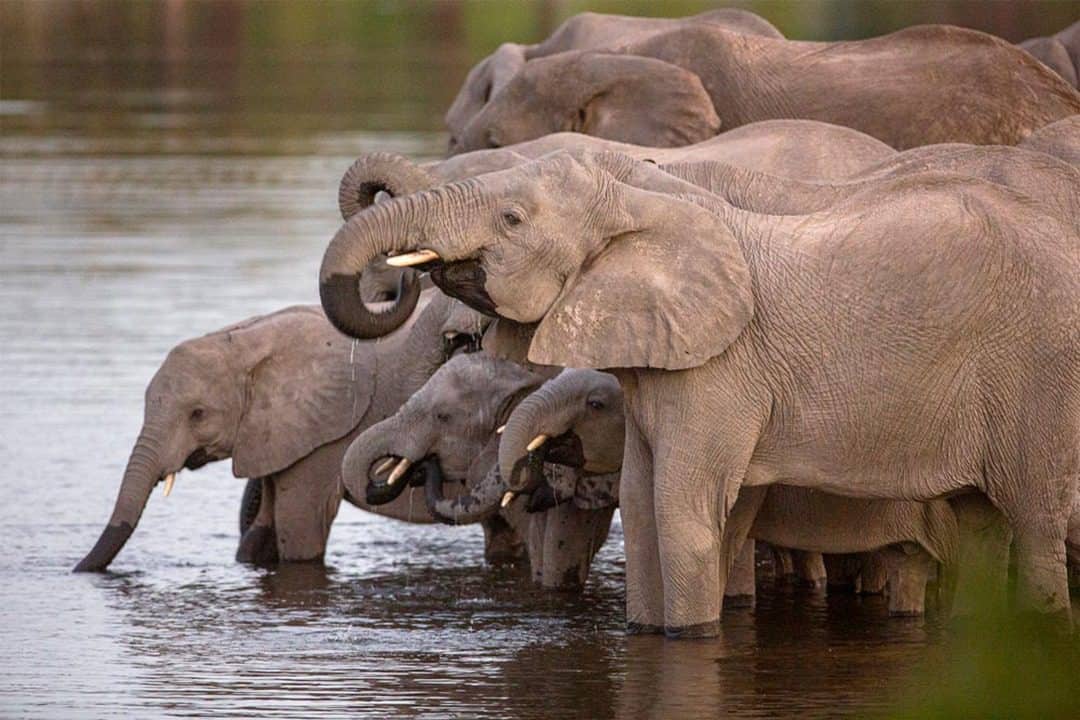 African Monarch Lodges Game Drive Elephants