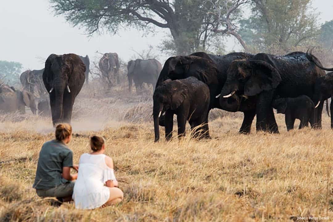 African Monarch Lodges Wild Elephant Viewing