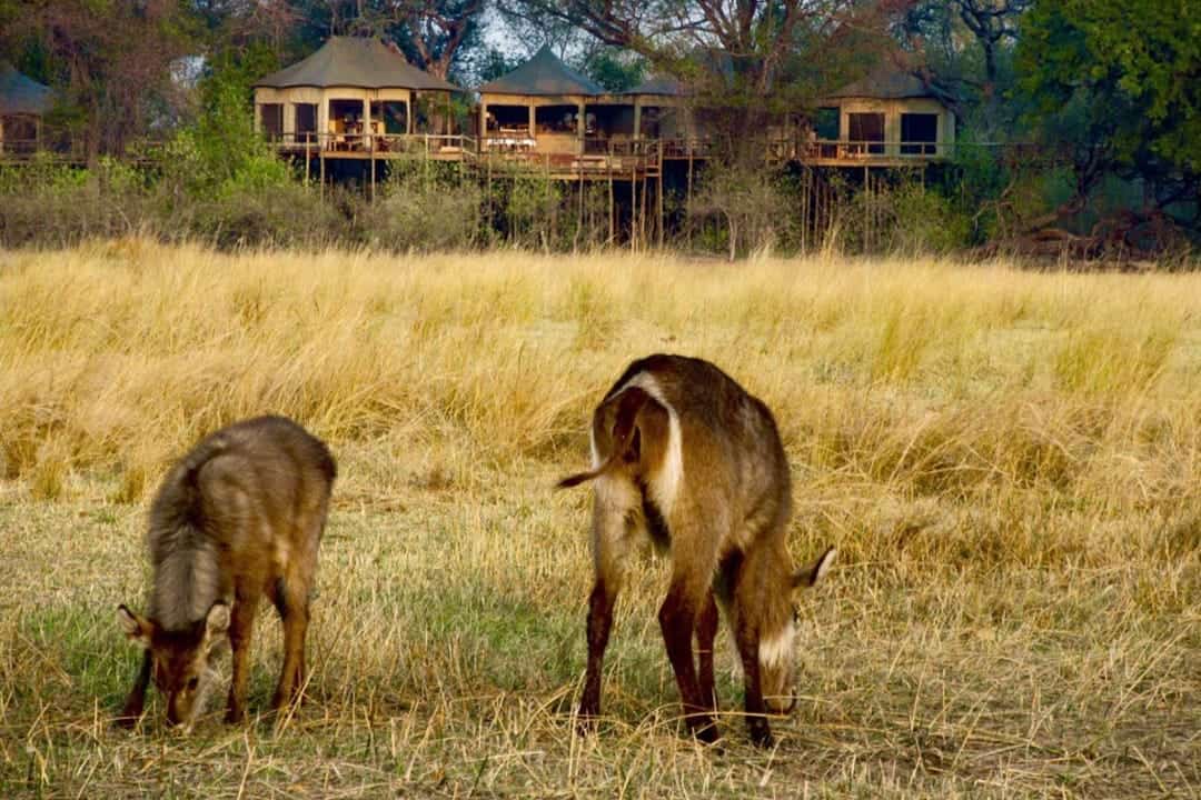 Nambwa Tented Lodge