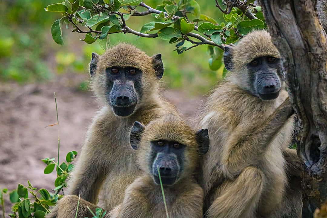 African Monarch Lodges Baboons in Namibia
