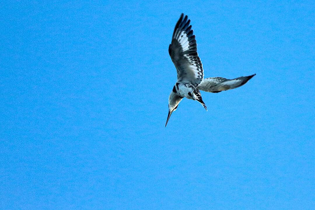 African Monarch Lodges Bird in Namibia