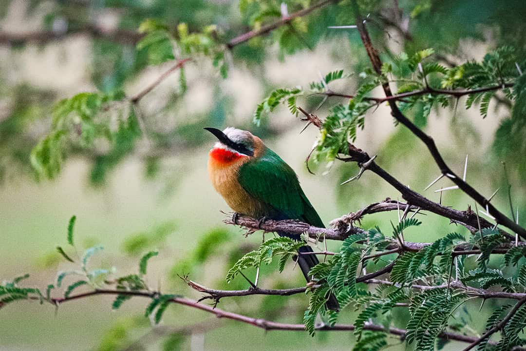 African Monarch Lodges Bird in Namibia