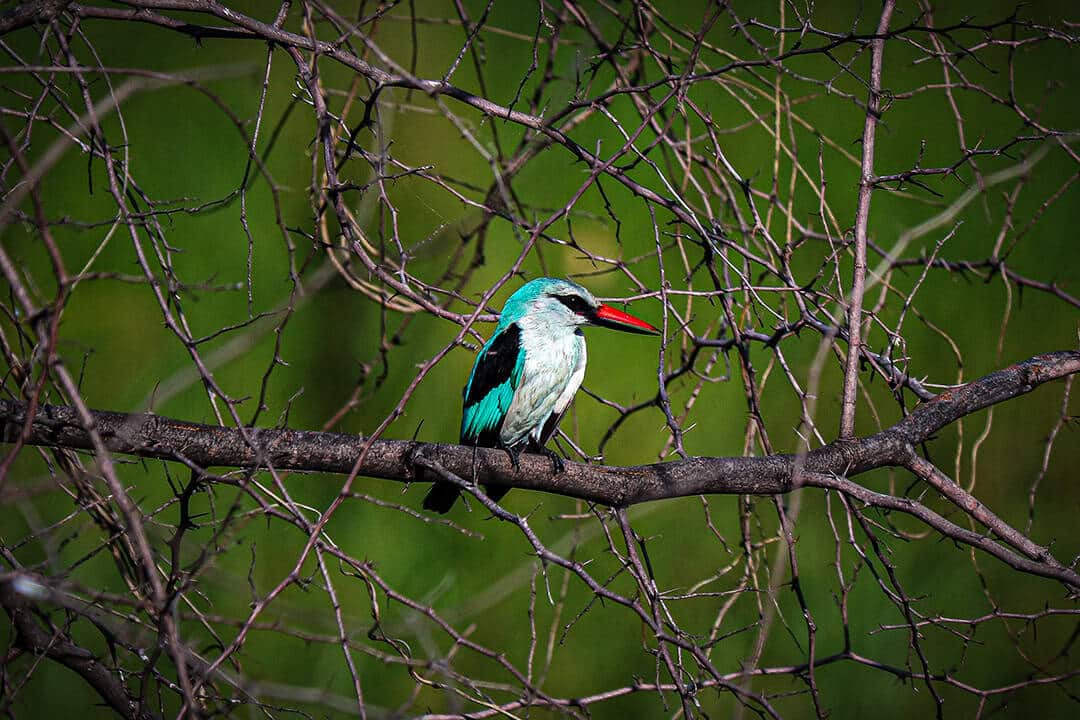 African Monarch Lodges Bird in Namibia