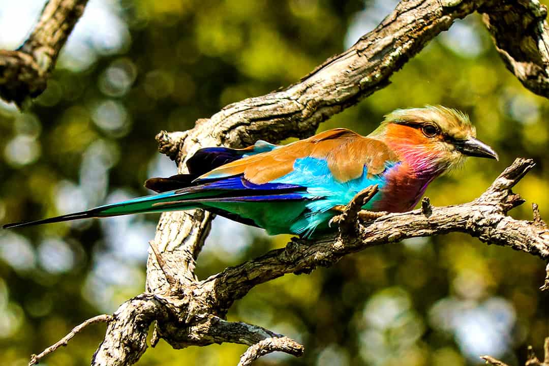 African Monarch Lodges Bird in Namibia