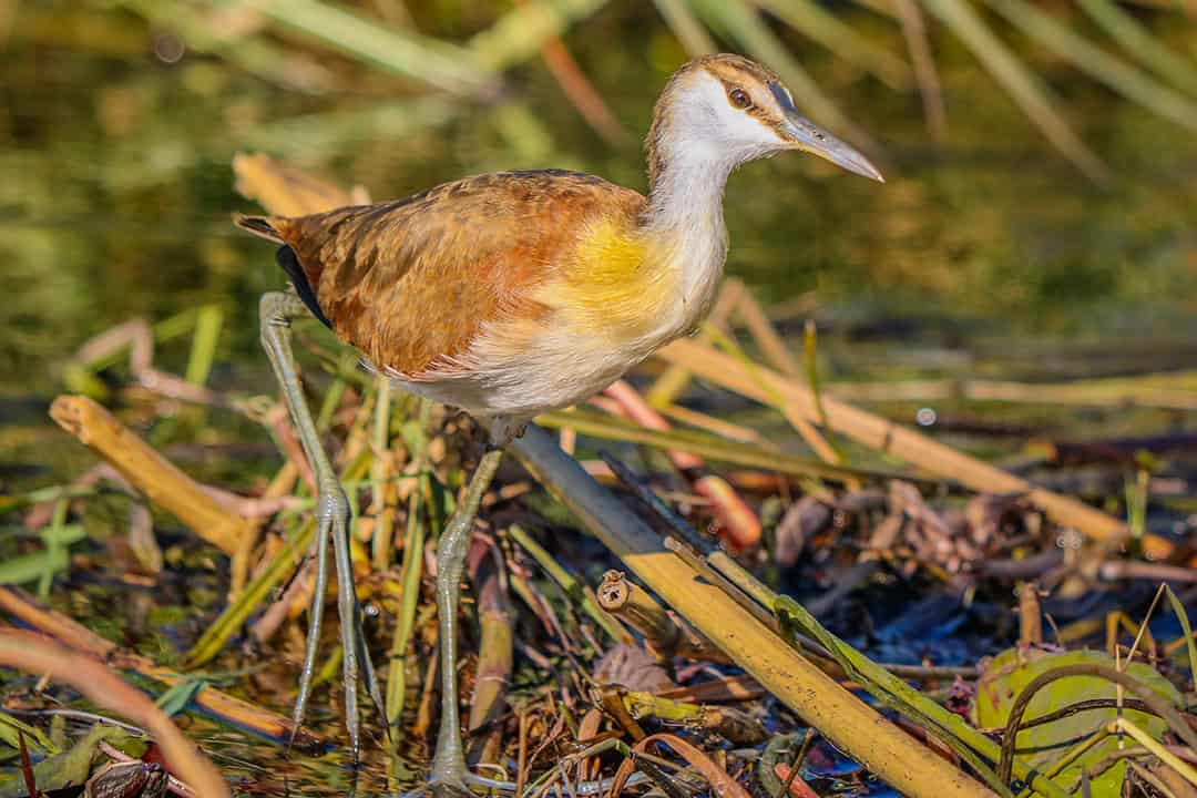 African Monarch Lodges Bird in Namibia