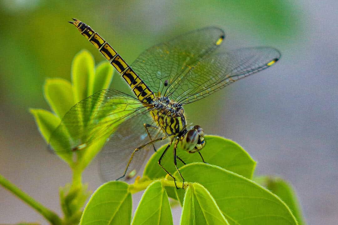 African Monarch Lodges Dragonfly in Namibia