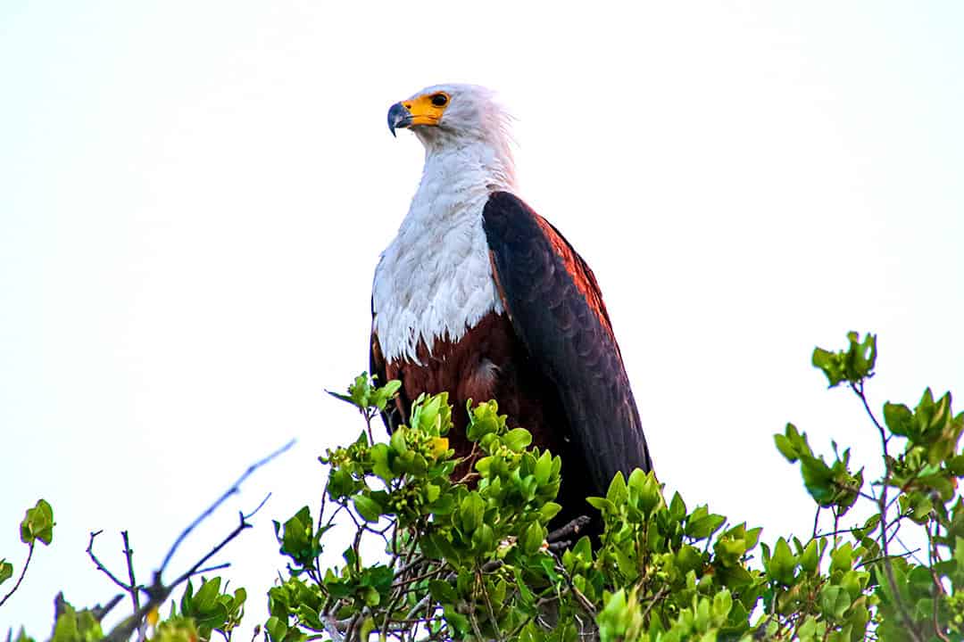 African Monarch Lodges Eagle in Namibia