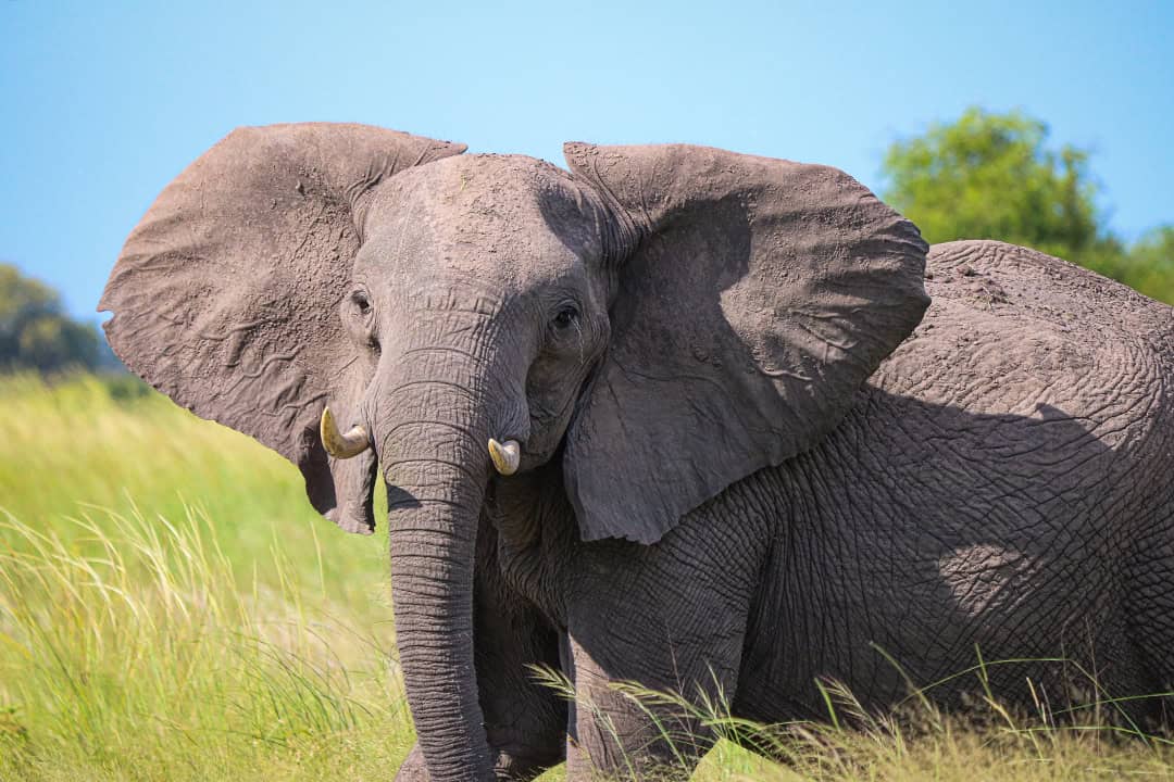 African Monarch Lodges Elephant in Namibia