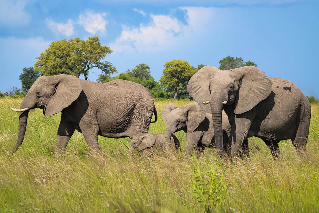 African Monarch Lodges Elephant in Namibia