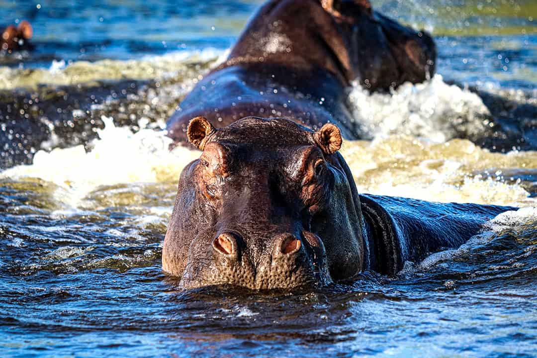 African Monarch Lodges Hippos in Namibia