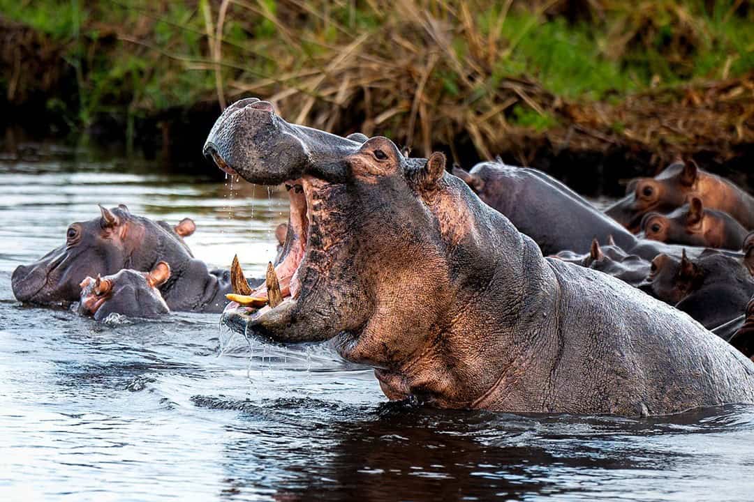 African Monarch Lodges Hippos