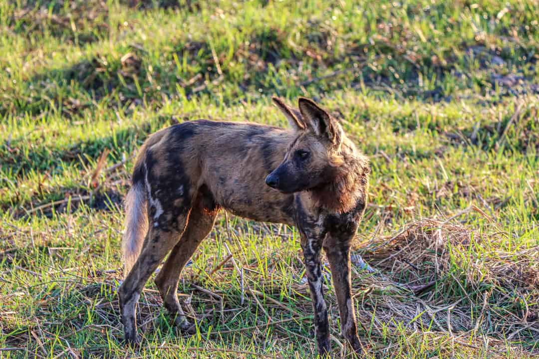 African Monarch Lodges Hyena in Namibia