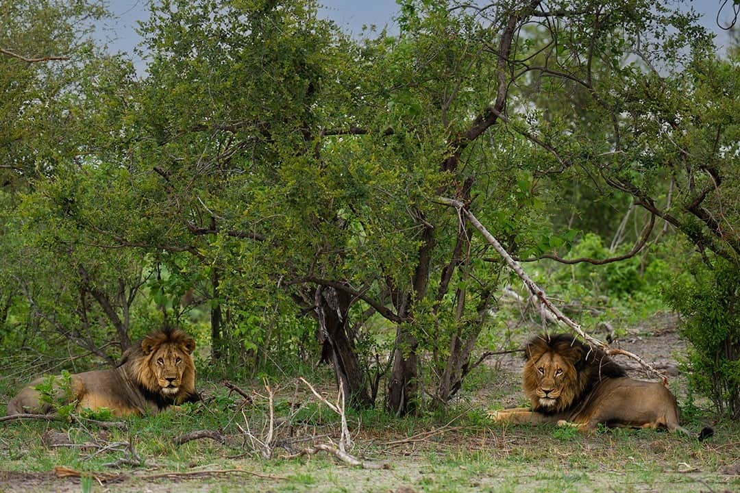 African Monarch Lodges Safari Lions