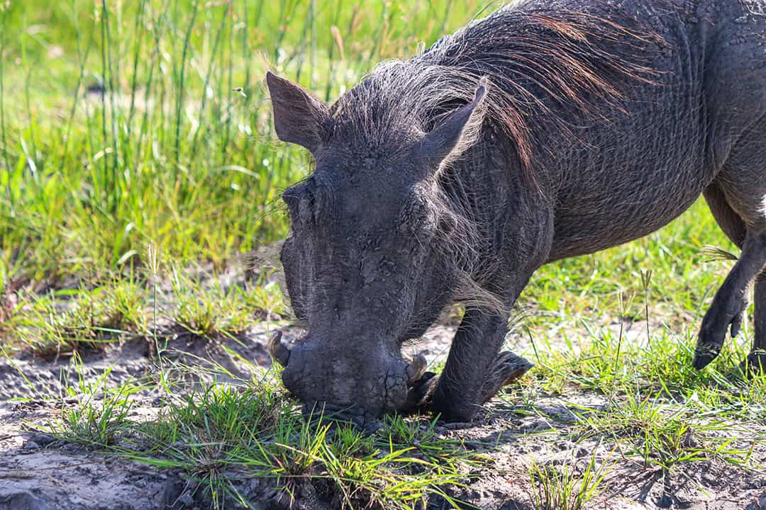 African Monarch Lodges Warthog in Namibia