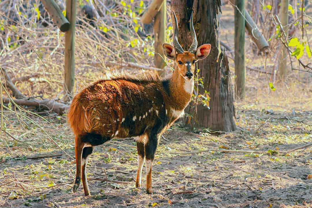 African Monarch Lodges Wildlife in Namibia