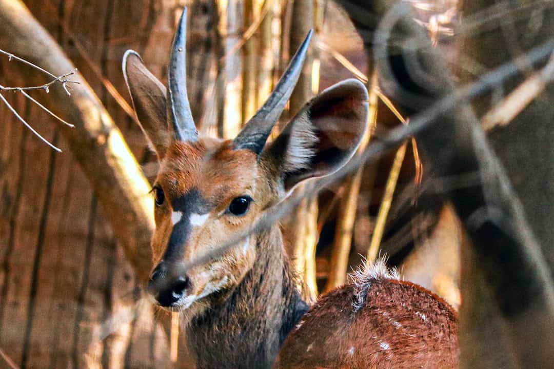 African Monarch Lodges Wildlife in Namibia