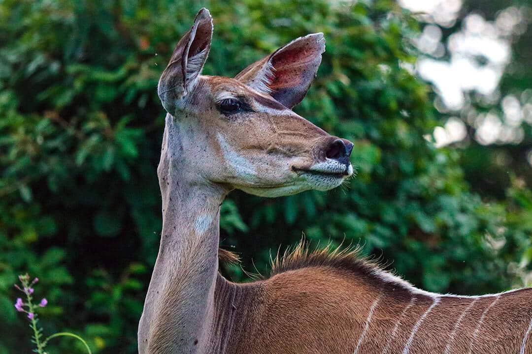 African Monarch Lodges Wildlife in Namibia