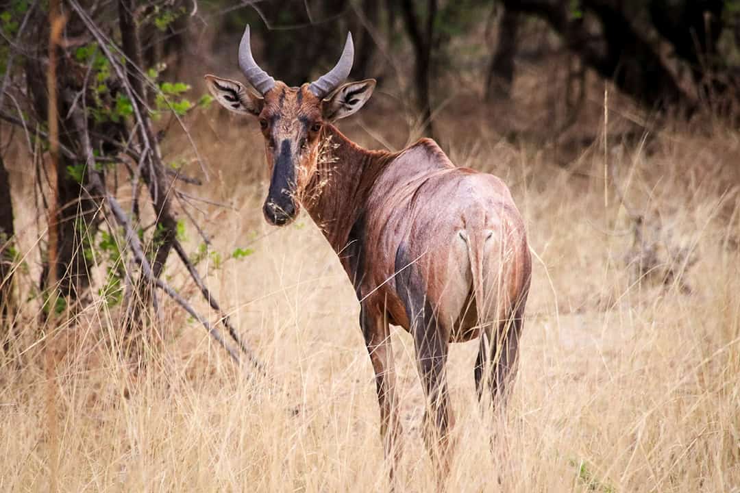 African Monarch Lodges Wildlife in Namibia