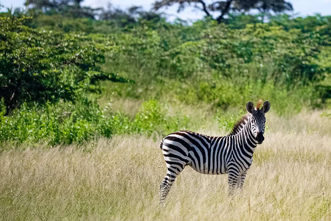 African Monarch Lodges Zebra in Namibia