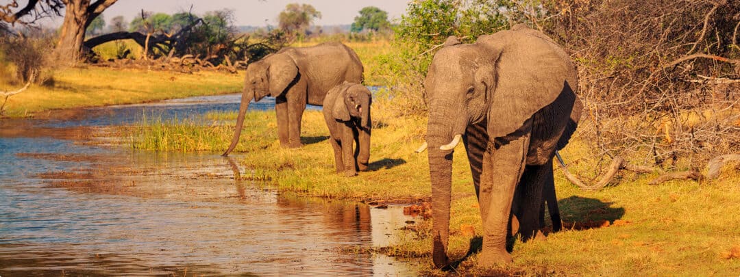 African Monarch Lodges Elephants