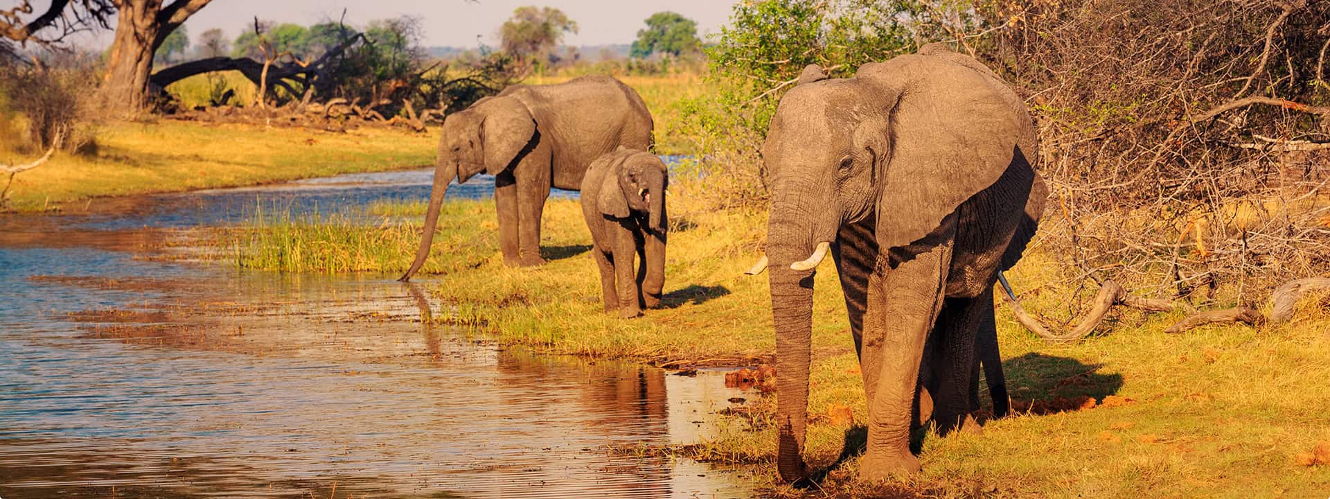 African Monarch Lodges Elephants