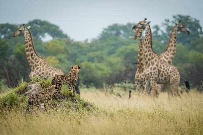 The Hide Safari Camp