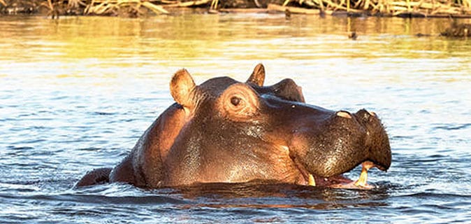 African Monarch Journeys Namibia Hippo